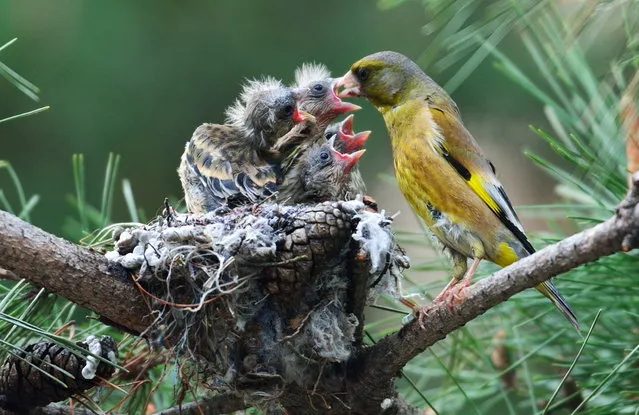 A goldfinch feeds its newly hatched chicks in their nest in Chungju, North Chungcheong Province, South Korea, April 21, 2014. (Photo by Kim Jae-Sun/EPA)