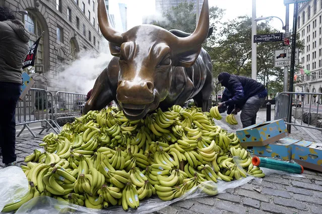 Bananas are placed at the base of Arturo Di Modica's “Charging Bull” in New York's Financial District, Monday, October 18, 2021. The bananas are part of a protest against wealth disparity by Sapien.Network, who says that the fruit will be distributed to local food banks. (Photo by Richard Drew/AP Photo)