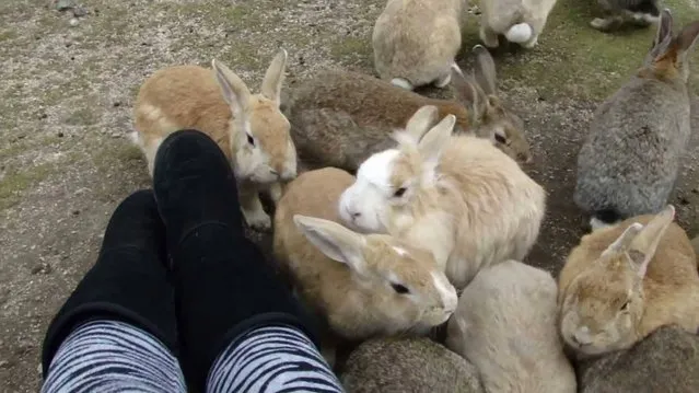 Rabbit Island in Japan