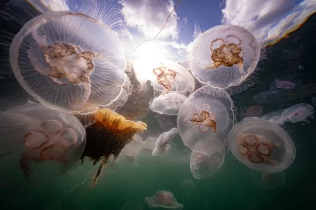 This picture taken on September 11, 2023 shows Moon Jellyfish (with rings) and Sting Jellyfish (yellow-orange inside) among a smack of a several thousand swimming off Seglvik, in northern Norway. (Photo by Olivier Morin/AFP Photo)