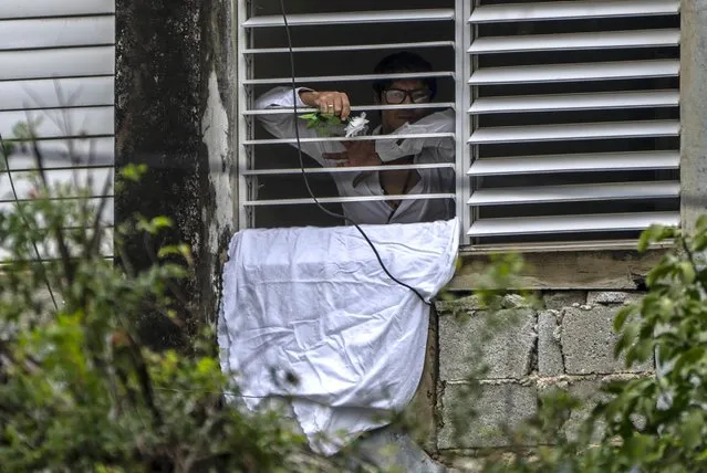 Opposition activist Yunior Garcia Aguilera, playwright and one of the organizers of a protest march, stands at a window of his home with a white flower, in Havana, Cuba, Sunday, November 14, 2021. (Photo by Ramon Espinosa/AP Photo)