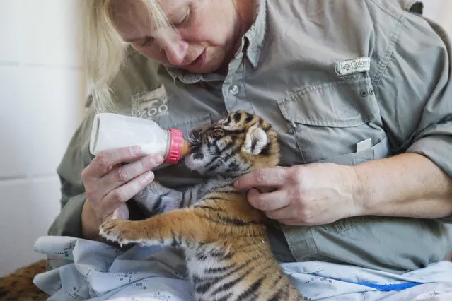 Head nursery keeper Dawn Strasser feeds newborn Malaysian tiger cubs at the Cincinnati Zoo & Botanical Gardens, Monday, February 13, 2017, in Cincinnati. (Photo by John Minchillo/AP Photo)