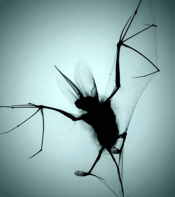 X-ray projection of a brown long-eared bat (Plecotus auritus), captured and killed by a cat. The brown long-eared bat is a medium sized bat with ears almost as long as its body. It is commonly found in the UK and across Europe, and all species are protected by law in the UK. The rabies virus (Rhabdoviridae family, Lyssavirus genus) can be passed to humans if saliva from an infected animal (e.g. dog, bat) enters the body for example through a bite. (Photo by Chris Thorn xrayartdesign.co.uk/Wellcome Images)