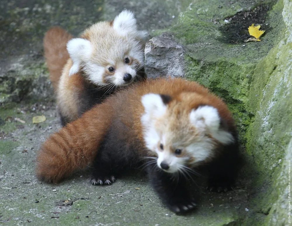 Tierpark Zoo Presents Twin Baby Red Pandas
