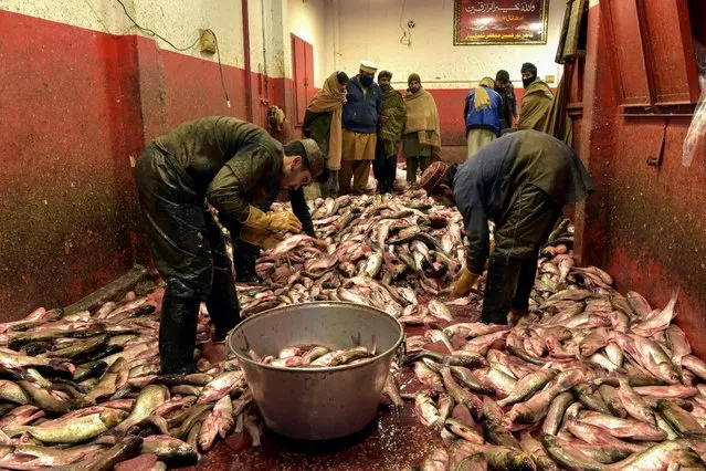 Workers arrange fish in their shop at a fish market in Peshawar on December 24, 2021. (Photo by Abdul Majeed/AFP Photo)
