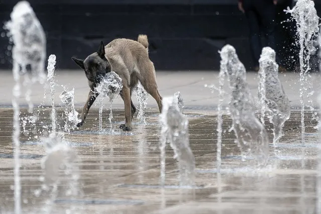 A dog drinks water from a fountain on the esplanade of the Revolution Monument in Mexico City, Mexico, 18 April 2024. Authorities from the Institute of Atmospheric Sciences and Climate Change of the National Autonomous University of Mexico (UNAM) emphasized that the elderly and children are the population groups most vulnerable to rising temperatures, calling on people to take the necessary measures to prevent heat stroke. (Photo by Isaac Esquivel/EPA)