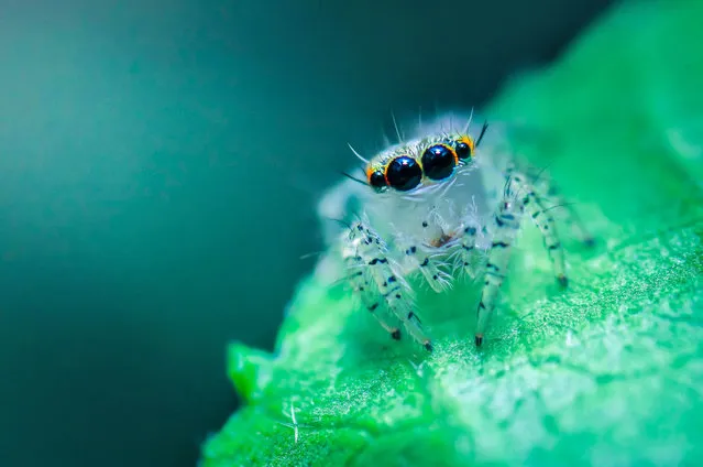 Heavy bodied jumping spider by Md Rashuidul Rabby, age 23, from Bangladesh. (Photo by Md Rashuidul Rabby/WWD2017)