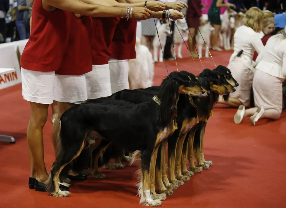 World Dog Show in Rho, Italy