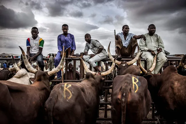 A group of herdsmen selling cows wait for costumers at Kara Cattle Market in Lagos, Nigeria, on April 10, 2019. Kara cattle market in Agege, Lagos is one of the largest of West Africa receiving thousands of cows weekly due to the massive consumption of meat in Lagos area. (Photo by Luis Tato/AFP Photo)