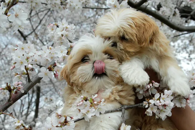 Puppies are seen holding for photo with the cherry blossom flowers blooming near the Washington Monument in Washington, U.S., March 25, 2017. (Photo by Yuri Gripas/Reuters)