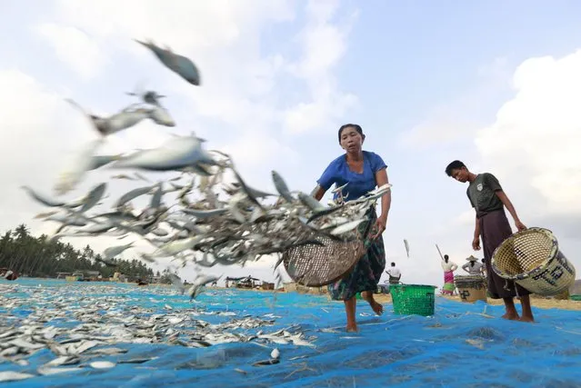 A picture made available on 02 May 2016 shows a Burmese woman throwing fish, mostly Tuna, on a cloth for drying, near Ngapali beach, Thandwe township of Rakhine State, western Myanmar, 01 May 2016. Thousands of people from villages around Ngapali beach rely on fishing as their primary income. Over one hundred fishing boats, each holding up to 15 fishermen, go out into the sea in the evening and fish throughout the night. (Photo by Lynn Bo Bo/EPA)