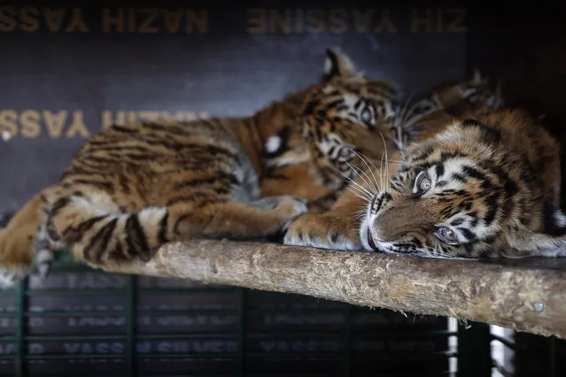 In this Wednesday March 29, 2017 photo, Siberian tigers destined for a zoo in war-torn Syria, and rescued by Animals Lebanon, an animal rights group, lie inside a cage, in Aley, east of Beirut, Lebanon. Three tiger cubs, which were being transported from Ukraine, were trapped in an unmarked maggot-infested crate in Beirut’s airport for almost a week, where they could not stand or move and were forced to urinate and defecate on each other, according to Animals Lebanon. (Photo by Hussein Malla/AP Photo)