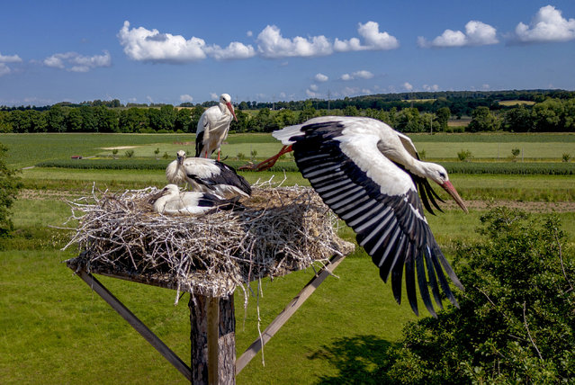 A stork starts from its nest while the family looks on in the outskirts of Wehrheim near Frankfurt, Germany, Monday, June 24, 2024. (Photo by Michael Probst/AP Photo)