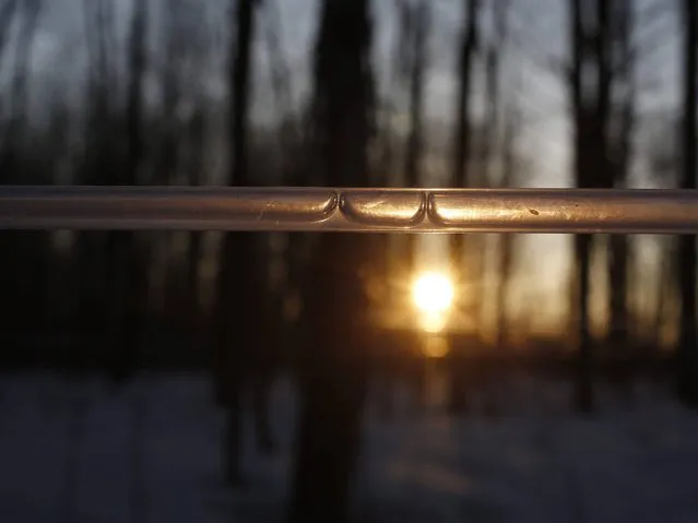 The sun sets behind a maple line running with sap at the beginning of the season on Russell Popplewell's sugarbush in Jasper, Ontario, Canada, 31 March 2014. The annual maple syrup season marks the end of the often brutal central Canadian winters and heralds the beginning of spring. The maple tree, whose leaf dominates the Canada's flag, plays both a symbolic and practical role in the identity of Canadians who produce around 95 percent of the world's supply of maple syrup. (Photo by Stephen Morrison/EPA)