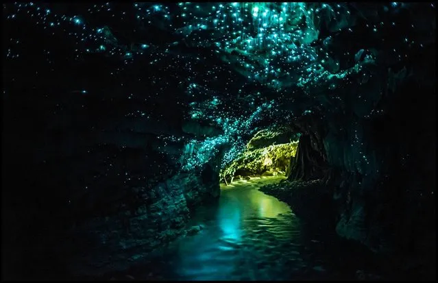 Waitomo Glowworm Caves New Zealand