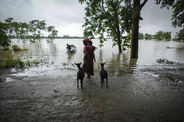 A flood affected woman waits to transport her goats in a country boat in Sildubi village in Morigaon district in the northeastern state of Assam, India, Tuesday, July 2, 2024. Floods and landslides triggered by heavy rains have killed more than a dozen people over the last two weeks in India's northeast. (Photo by Anupam Nath/AP Photo)