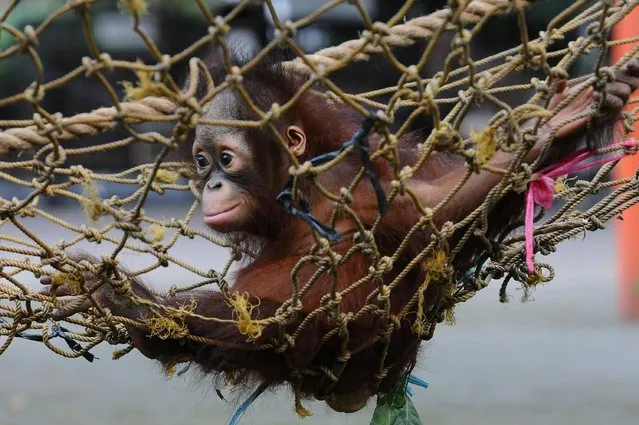 Rizki, 10 months orphaned Bornean orang utan learns to bite at Surabaya Zoo as he prepares to be released into the wild on May 19, 2014 in Surabaya, Indonesia. Damai (3) and Rizki (10 months), two orangutan brothers who were abandoned by their mother Dora (13) shortly after birth. (Photo by Robertus Pudyanto/Getty Images)