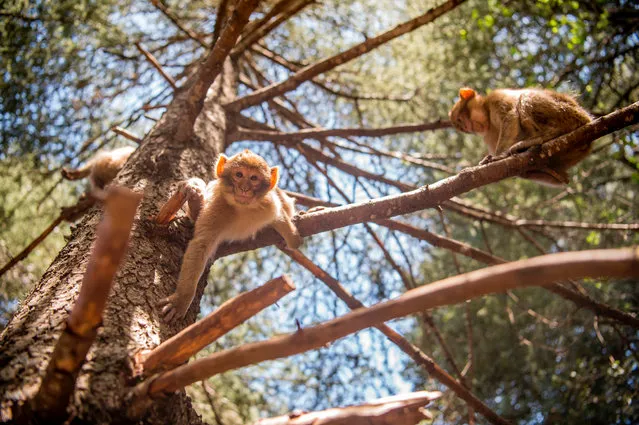 A Barbary macaque climbs down a tree branch in a forest near the Moroccan town of Azrou, in the Atlas mountain chain on April 15, 2017. The only species of macaque outside Asia, which lives on leaves and fruits and can weigh up to 20 kilogrammes (45 pounds), was once found throughout North Africa and parts of Europe But having disappeared from Libya and Tunisia, it is now restricted to mountainous regions of Algeria and Morocco' s northern Rif region. (Photo by Fadel Senna/AFP Photo)