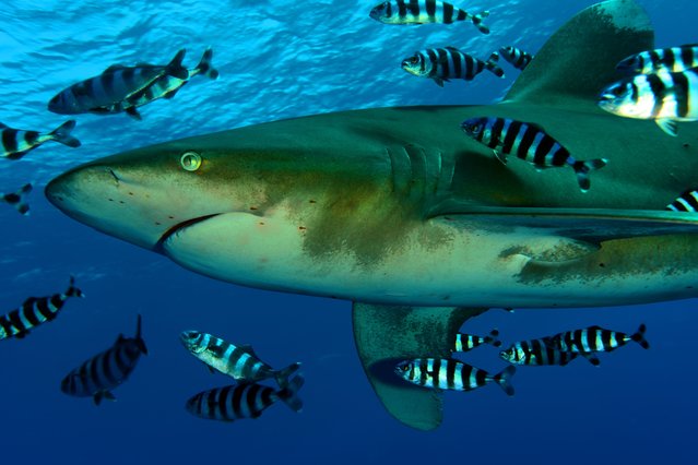 Sharks were captured on film during a dive conducted by Tahsin Ceylan, Anadolu's underwater image director and documentary producer at Elphinstone Reef in Marsa Alam region of Red Sea, Egypt on January 15, 2024. (Photo by Tahsin Ceylan/Anadolu via Getty Images)