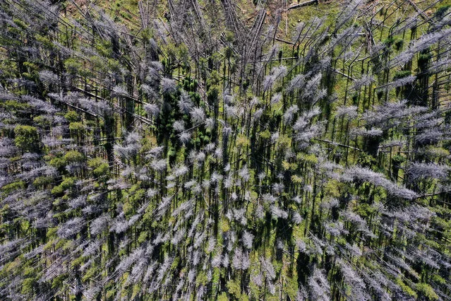 Killed by the mountain pine beetle and its symbiotic blue fungus infection, dead lodgepole pine stand out like grey ghosts among living trees in the Beaverhead-Deerlodge National Forest along the Flint Creek Range September 13, 2019 near Deer Lodge, Montana. According to the 2017 Montana Climate Assessment, the annual average temperatures in the state has increased 2.5 degrees Fahrenheit since 1950 and is projected to increase by approximately 3.0 to 7.0 degrees by midcentury. As climate change makes summers hotter and drier in the Northern Rockies, forests are threatened with increasing wildfire activity, deadly pathogens and insect infestations, including the mountain pine beetle outbreak. Although the number of new trees infested each year by the pine beetle has reduced since the height of the outbreak around 2012, the insects have killed more than six million acres of forest across Montana since 2000. (Photo by Chip Somodevilla/Getty Images) (Photo by Chip Somodevilla/Getty Images)