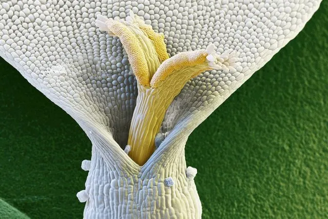 The floret of a Chamomile flower up close and personal. (Photo by Oliver Meckes/Barcroft Media)