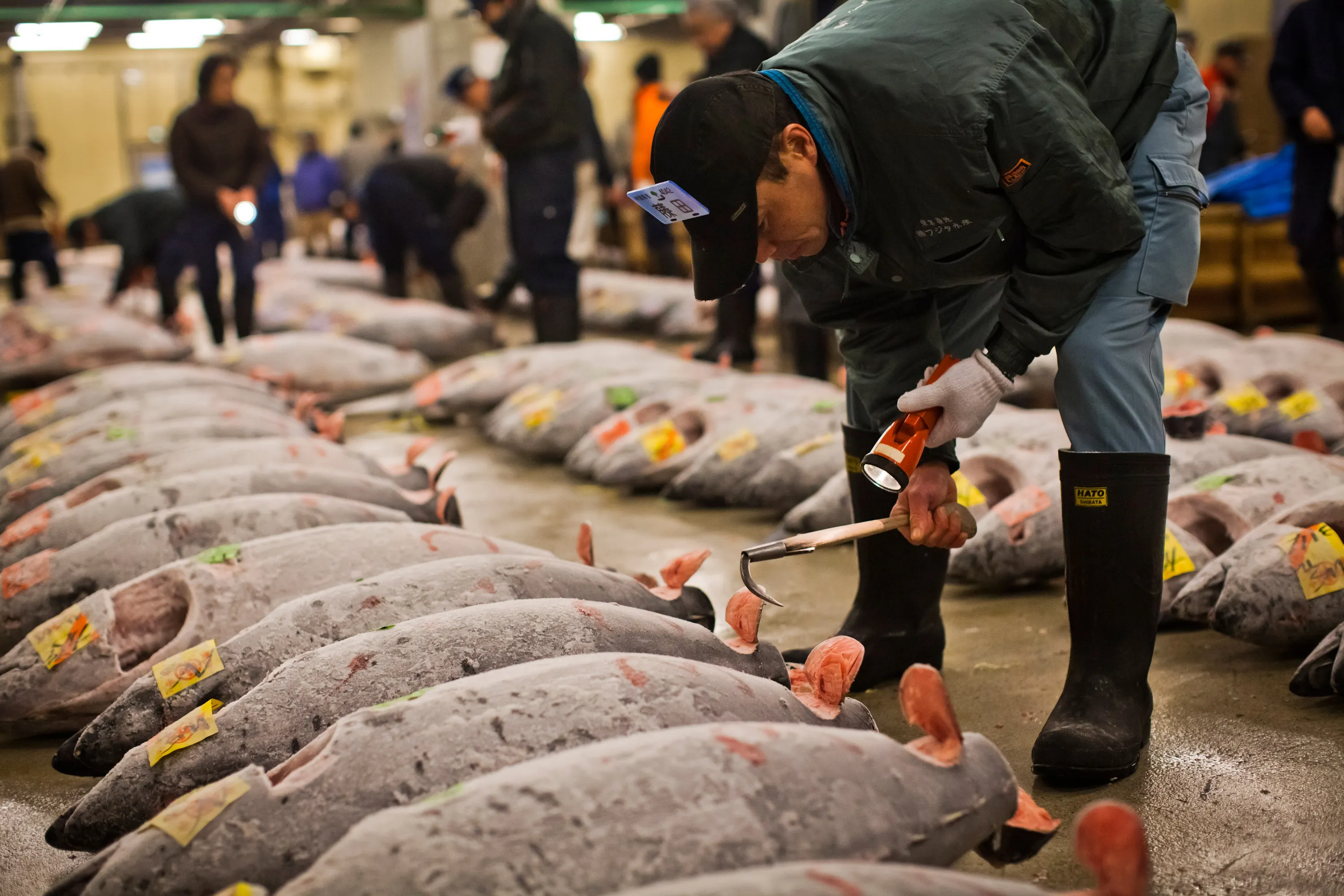 Промыслы японии. Рынок Цукидзи Токио. Рыбный рынок Цукидзи. Япония рыбный рынок Цукидзи. Рыбный рынок Цукидзи (г.Токио).