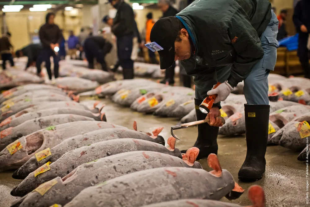 Daily Life at Japan's Tsukiji Market