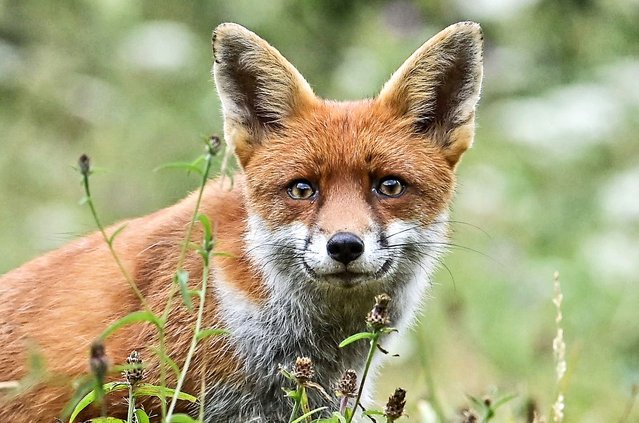 Foxes were seen playing and hunting in woodland near Rayleigh in Essex, UK on September 5, 2024. (Phoot by Stuart Brock/The Times)