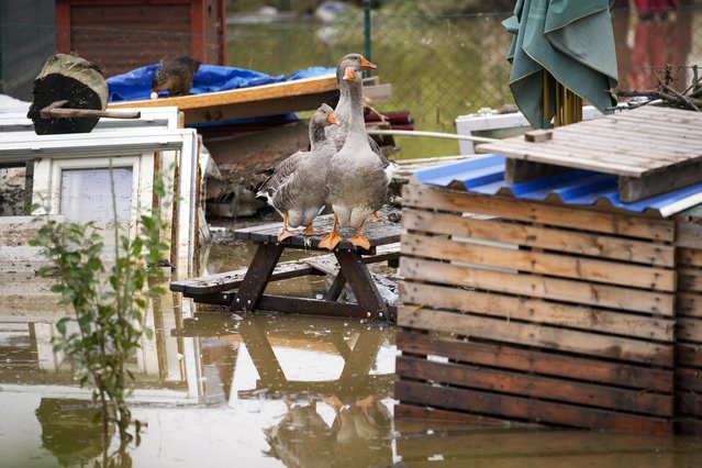 Geese stand on an outdoor table in a flooded neighbourhood in Ostrava, Czech Republic, Tuesday, September 17, 2024. (Photo by Darko Bandic/AP Photo)