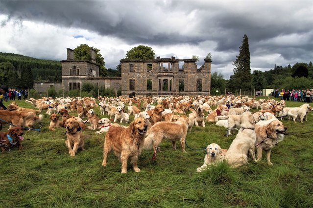 Golden retrievers from all over the world pose for a group picture Thursday, July 13, 2023, on the front lawn of Guisachan House, the breed's ancestral home in the Scottish Highlands. (Photo by Roddy Mackay for The New York Times/Redux)