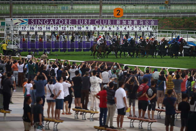 Spectators watch as horses sprint from their starting boxes during a race on the final race day of the Singapore Turf Club in Kranji, Singapore on October 5, 2024. (Photo by Edgar Su/Reuters)