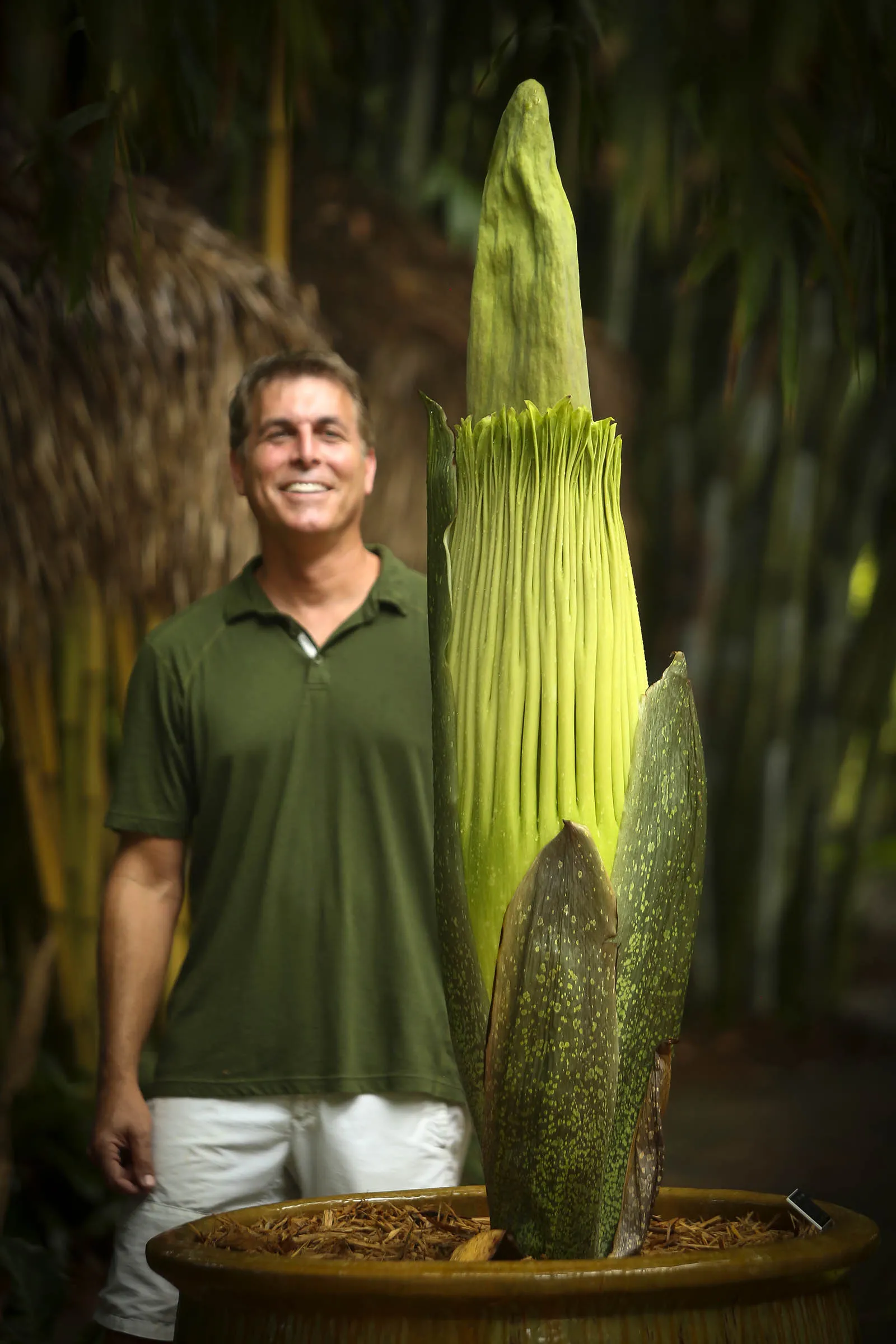 аморфофаллус зацвел в ботаническом саду. аморфофаллус титанический клубень. аморфофаллус титанический. аморфофаллус титанический. аморфофаллус титаниум.