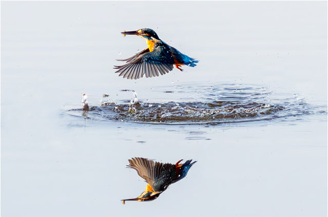 The picture dated September 19. 2024 shows a female Kingfisher feeding on small fish near Lancaster, UK. Kingfishers need to eat regularly and eat their own bodyweight in food each day. They primarily eat fish, such as minnows, and when they spot a fish they dive headfirst into the water and seize it with their sharp bills. (Photo by Brendan McGee/Bav Media)