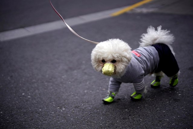A dog wearing face mask is seen on a street as the country is hit by an outbreak of the novel coronavirus, in Shanghai, China on March 2, 2020. (Photo by Aly Song/Reuters)