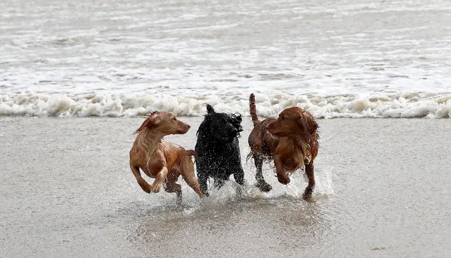 Dogs enjoy the windy conditions on Camber Sands in East Sussex, England on Sunday, March 1, 2020. (Photo by Gareth Fuller/PA Images via Getty Images)