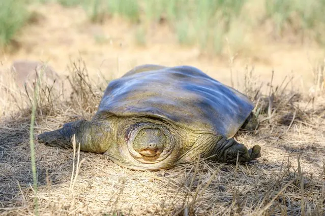 A general view of an Euphrates softshell turtle (Rafetus euphraticus) in Diyarbakir, Turkiye on July 26, 2022. The Euphrates softshell turtle, which is in danger of extinction, was found exhausted in the land where it was stranded. The turtle weighing 12,500 kilograms, was reunited with the wild on the banks of the Tigris River after health checks. (Photo by Bestami Bodruk/Anadolu Agency via Getty Images)