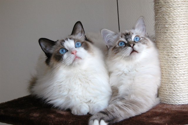 Top 10 Pedigreed Cat Breeds in America. Coming in at No. 4 is the sweet-natured ragdoll. You'll probably fall for those big blue eyes in an instant, but his gentle disposition and ability to make friends with ease mean he's a good feline fit for many types of families. (Photo by Twinkledoll)