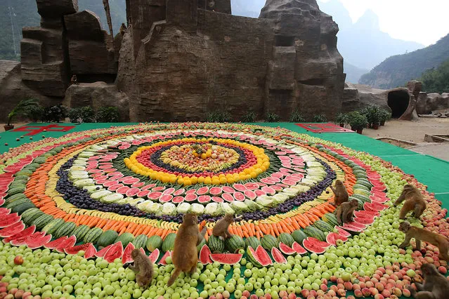 Macaques enjoy their feast made of over 4000kg fruits in Jiyuan, China on July 24, 2016. (Photo by Wd/ZUMA Press/Splash News)