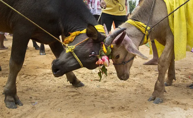 In this Thursday, September 28, 2017 photo, two buffaloes engage themselves in a tussle, as they are prepared to be sacrificed at a temple of Hindu goddess Durga at Rani village on the outskirts in Gauhati, Assam state, India. (Photo by Anupam Nath/AP Photo)