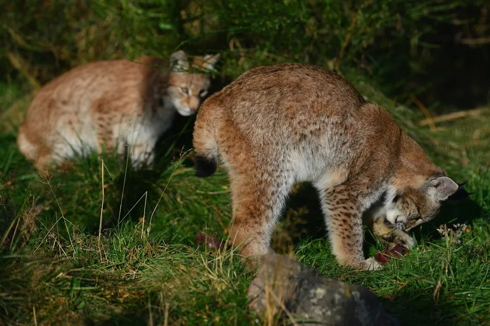 Four Month Old Northern Lynx Kittens Get Their First Public Outing