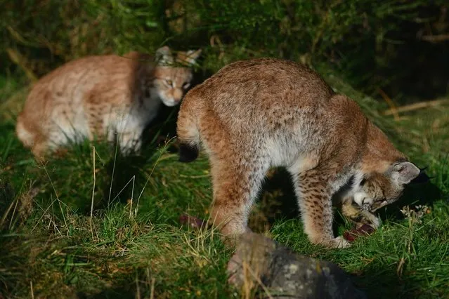 Northern Lynx kittens explore their enclosure at the Highland Wildlife park on October 9, 2012 in Kingussie, Scotland. The feline twins are believed to be the type of lynx found historically in Scotland. The Highland Wildlife Park specialises in Scottish animal species, both past and present, and species that are well adapted to cold weather.  (Photo by Jeff J. Mitchell)