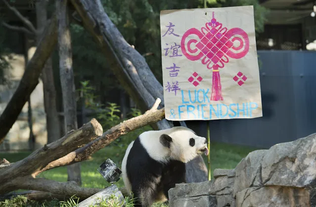 Giant panda Mei Xiang chooses a symbol of Luck & Friendship for her cub Bei Bei who is celebrating his first birthday at the Smithsonian National Zoo in Washington, DC on August 20, 2016. (Photo by Linda Davidson/The Washington Post)