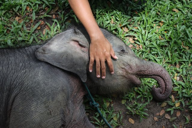 A rescued two-month-old male wild Sumatran elephant, separated from its mother in a palm oil plantation, is cared for by an officer at the Minas Elephant Training Centre in Riau on March 11, 2025. (Photo by WAHYUDI/AFP Photo)