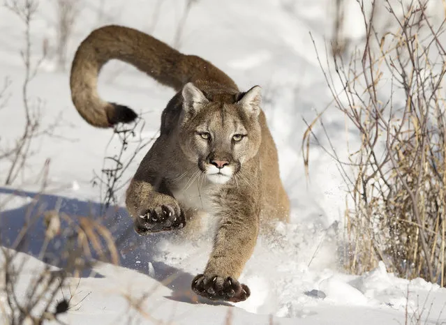 “Focus”. l had a chance to photograph a puma at very close distance in Bozeman. When a puma focus a target, its very impressive to watch its concentration, eyes, speed, opening his paws and nails. Photo location: Montana, USA. (Photo and caption by Serhat Demiroglu/National Geographic Photo Contest)