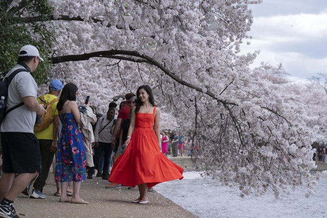Visitors take their pictures as they walks along the Tidal Basin as cherry trees enter peak bloom this week in Washington, Sunday, March 30, 2025. (Phoot by Jose Luis Magana/AP Photo)