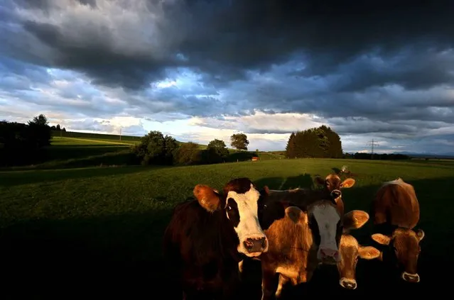 In this photo taken Sunday, August 21, 2016, cows stand on a meadow under dark rain clouds in the light of the setting sun near Sachsenried, southern Germany. (Photo by Karl-Josef Hildenbrand/dpa via AP Photo)