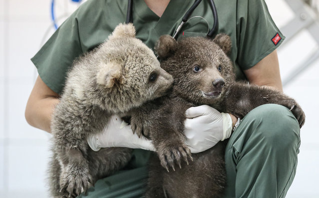Two bear cubs, found by citizens in Karabuk and Bingol districts of Yenice, are being carefully cared for at the Celal Acar Wildlife Rescue and Rehabilitation Center in Bursa, Turkiye on April 17, 2025. (Photo by Fatih Capkin/Anadolu via Getty Images)