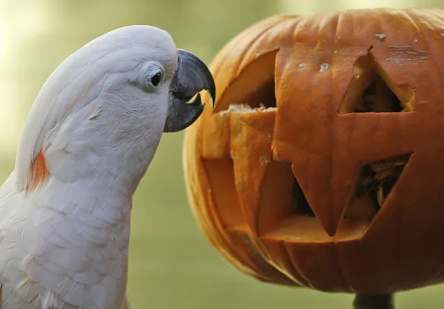 Moluccan cockatoo Zeppy looks for treats inside a pumpkin at the Oklahoma City Zoo in Oklahoma City, Friday, October 17, 2014. The Zoo was established in 1904 as a small menagerie at Wheeler Park. (Photo by Sue Ogrocki/AP Photo)