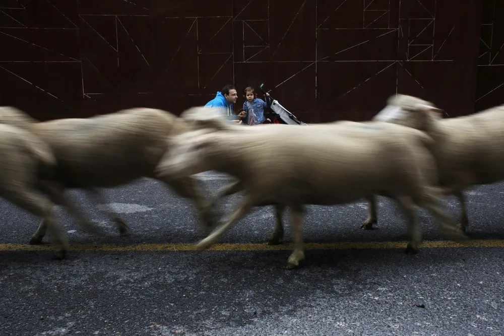 Annual Sheep Parade in Madrid