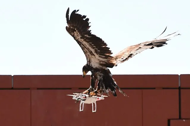 A young eagle trained to catch drones displays its skills during a demonstration organized by the Dutch police as part of a program to train birds of prey to catch drones flying over sensitive or restricted areas, at the Dutch Police Academy in Ossendrecht, The Netherlands, on September 12, 2016. (Photo by Emmanuel Dunand/AFP Photo)